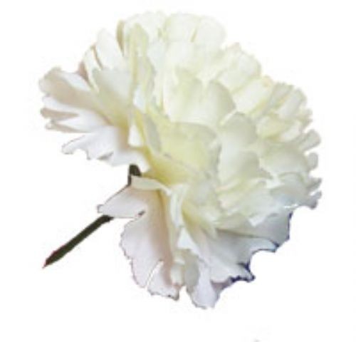 10 Cream Carnations
