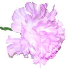 10 Lavender Carnations