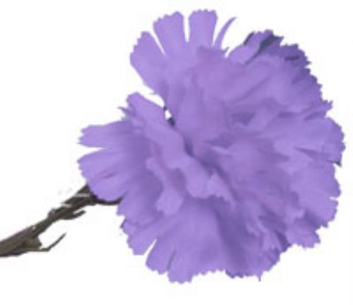 10 Lilac Carnations