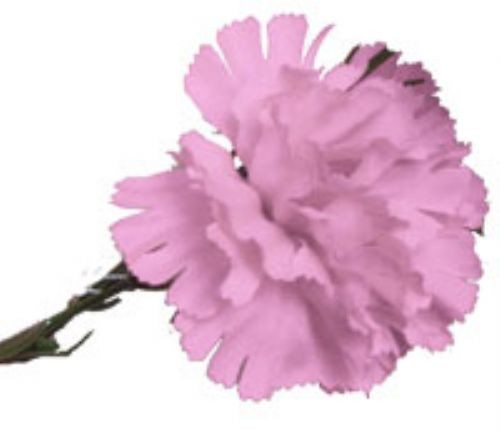 10 Pink Carnations