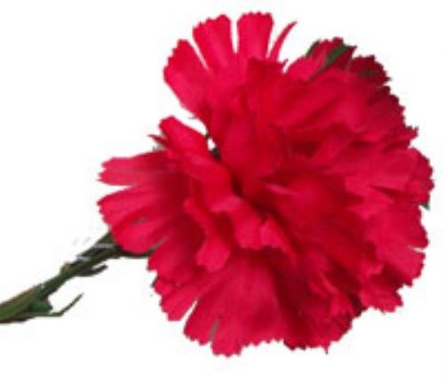 Red Carnation Leaf Buttonhole