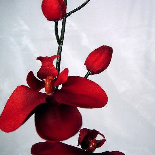 Stem of Burgundy Red Orchids