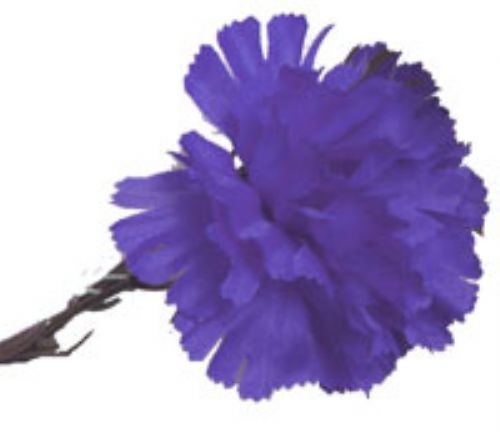 10 Royal Blue Carnations