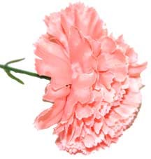 Peach Carnation Sample