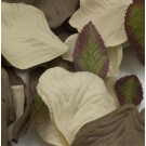 Chocolate Brown & Cream Silk Rose Petals