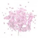 Babies Breath - 12 Stems - Baby Pink