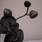 Stem of Black Orchids