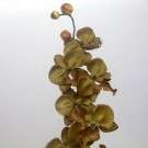 Stem of Brown Orchids