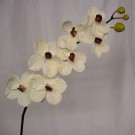 Stem of Ivory Cream Orchids