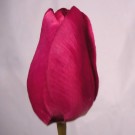 Cerise Pink Tulip Sample