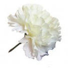 10 Cream Carnations