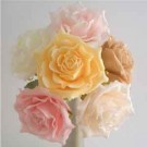 Cream Luxury Open Rose Sample