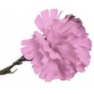 Pink Carnation Sample