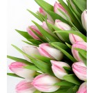Single Pink Tulip Sample
