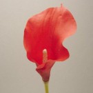 Red Cala Lily Sample