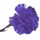 10 Royal Blue Carnations