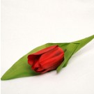 Single Red Tulip Sample