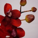 Stem of Terracotta Red Orchids