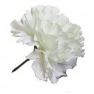 10 White Carnations