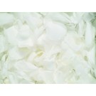 White Real Rose Petals