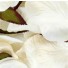 1000 Cream Silk Rose Petals