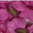 Fuchsia Silk Rose Petals