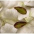White Silk Rose Petals
