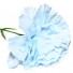 10 Baby Blue Carnations