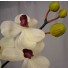 Stem of Ivory Cream Orchids