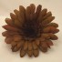 Chocolate Brown Gerbera Sample