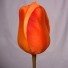 6 Silk Orange Tulips