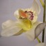 Stem of Cream Cymbidium Orchids
