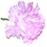 Lavender Carnation Sample