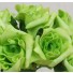 6 Luxury Lime Green Medium Roses