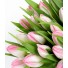 Single Pink Tulip Sample