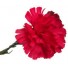Red Carnation Leaf Buttonhole