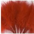 Red Fluff Feathers