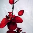 Stem of Red Orchids