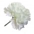 White Carnation Sample