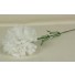 10 White Carnations