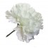 10 White Carnations