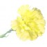 10 Yellow Carnations