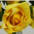 Yellow Medium Rose Sample